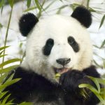 Logo of Animals And Pets modpack for Minecraft