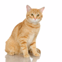 Avatar for catsrule2675