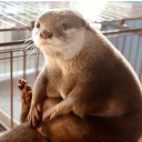 Avatar for Flamehearth