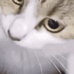 Logo of ProbeJS mod for Minecraft