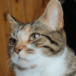 Logo of Siesta Squad modpack for Minecraft